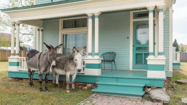 Donkeys were the lifeblood of this Colorado town. Now every summer, they roam free